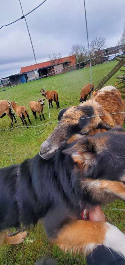 Die schönsten Hundekuschelbilder-Beitrag-Bild