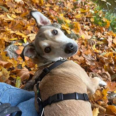 Hundetreffen-Hunde-/ Menschenbegegnungen üben-Bild