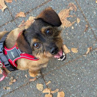 Hundetreffen-Social Walk🐶-Bild