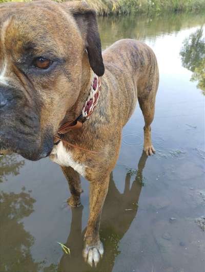 Boxer ???-Beitrag-Bild