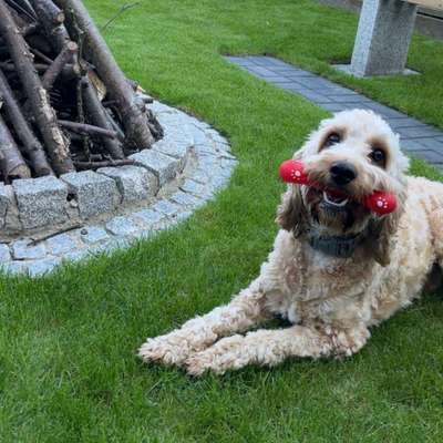 Hundetreffen-Gemeinsames toben :)-Bild