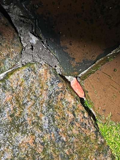 Giftköder-Mögliche Giftköder (Wurst)-Bild