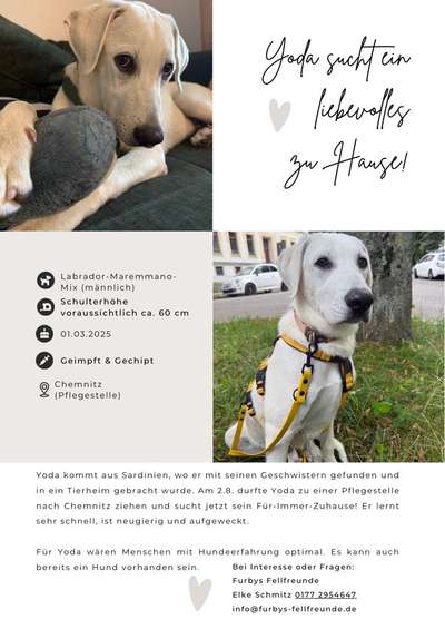 Tierschutzhunde suchen ein Zuhause-Beitrag-Bild