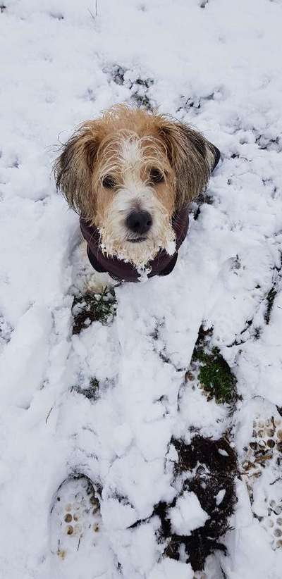 Zeigt uns das 6. Bild von eurem Hund in eurer Galerie-Beitrag-Bild