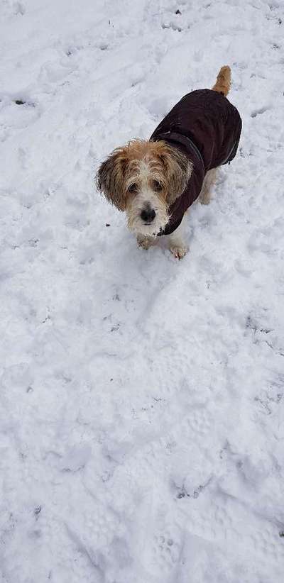 Die Dogorama Kalender Challenge Teil 2/4-Beitrag-Bild