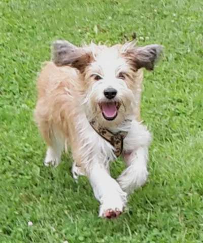 Fotosammlung: ,,Der natürliche Hund" Unbearbeitet, ungestellt und in Natura-Beitrag-Bild