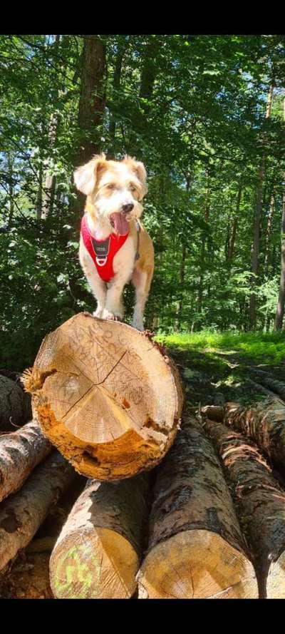 Hunde aus Griechenland-Beitrag-Bild