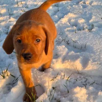 Hundetreffen-Welpenspielgruppe-Bild