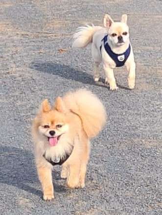 Spitz--Zwergspitz--kleinspitz---mittelspitz----Großspitz--Wolfsspitz-Beitrag-Bild