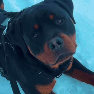 Hundetreffen-Hundetreffen-Bild