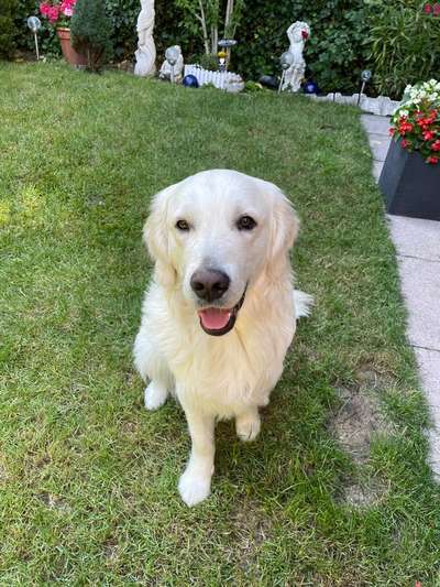 Wo sind die Golden Retriever Liebhaber?-Beitrag-Bild