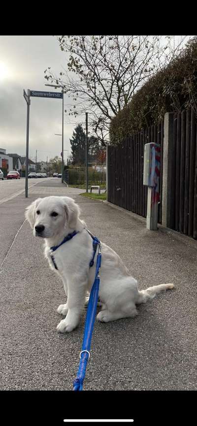 Wo sind die Golden Retriever Liebhaber?-Beitrag-Bild