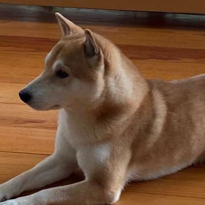 Hundetreffen-Gemeinsame Spaziergänge