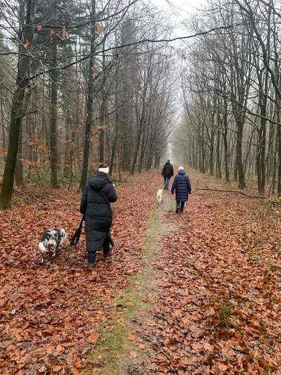 Hundetreffen-Social Walk, Begegnungs- und Umwelttraining 🐾-Bild