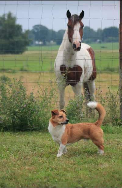 Fotochallenge Nr. 51 "Euer Hund mit anderen Tieren"-Beitrag-Bild