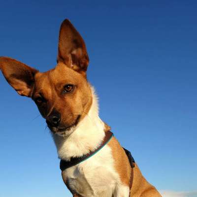 Die Dogorama Kalender Challenge Titelbild-Beitrag-Bild