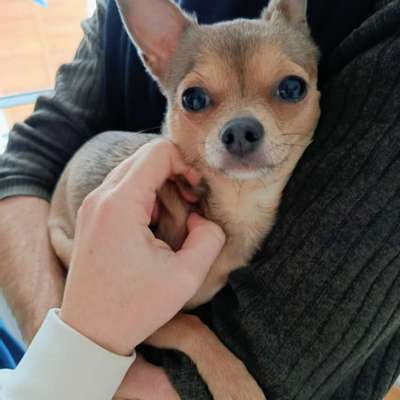 Patellaluxation Chihuahua-Beitrag-Bild