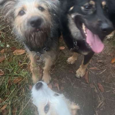 Hundetreffen-Gassitreff-Bild