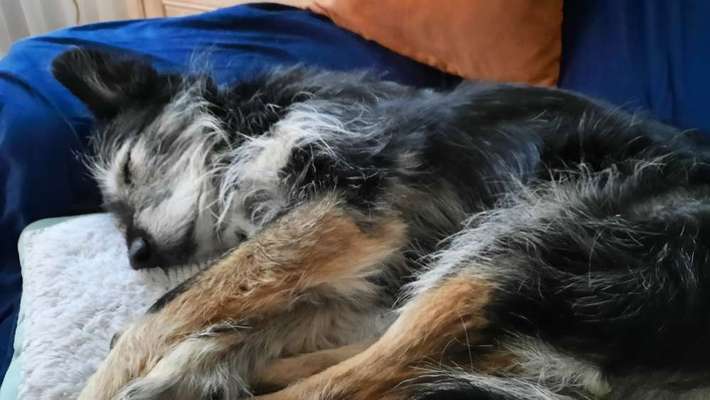 Auslandstierschutz-Beitrag-Bild