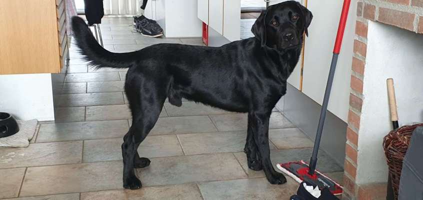 Labradorfans-Beitrag-Bild