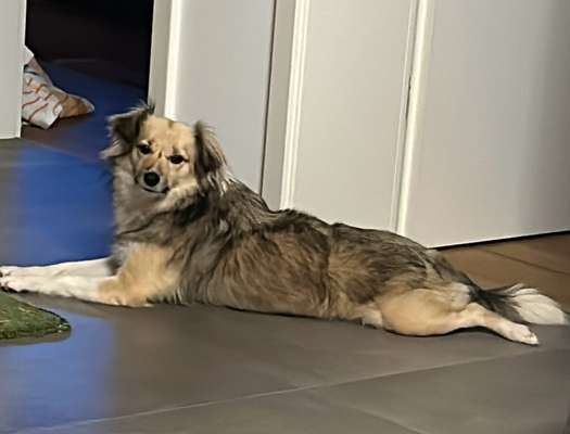 TierschutzhundeStammtisch🐕-Beitrag-Bild