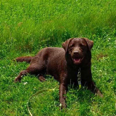 Hundetreffen-Spaziergang-Bild