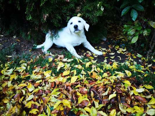 Labradorfans-Beitrag-Bild