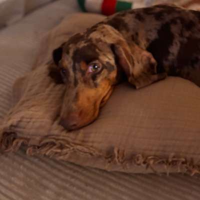 Hundetreffen-Spiel- und Gassitreffen