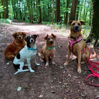 Hundeschulen-Rudelperspektive-Bild