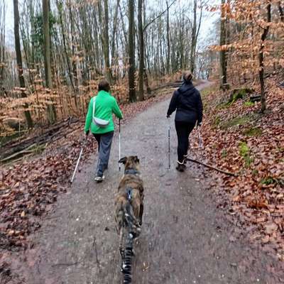 %{de_profession_title}-Fitness Walk (walking+kräftigung)-Bild