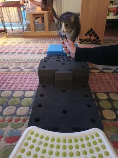 %{de_profession_title}-Mobile Tierphysiotherapie-Bild