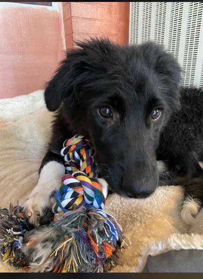 Welpen Bilder !-Beitrag-Bild