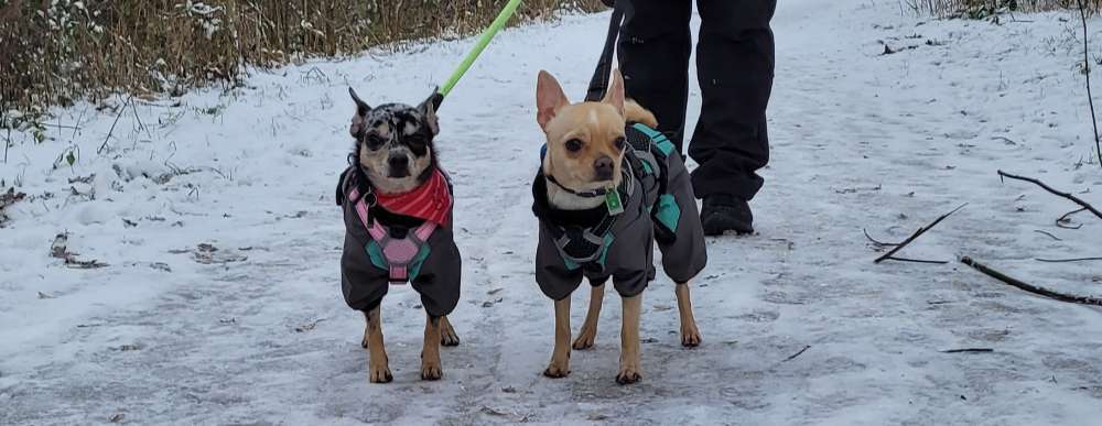 Hundetreffen-Chihuahua Gassirunde in Jürgensby-Bild