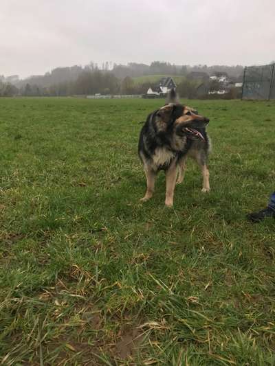 Hundetreffen-Gassi oder Übungsrunden gemeinsam-Bild