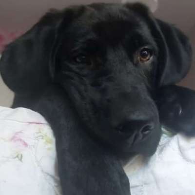 Hundetreffen-SpielRunde-Bild