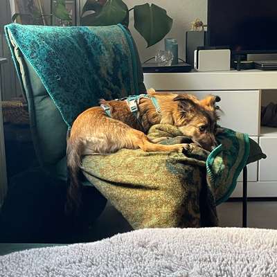 Hundetreffen-Treffen für junge, schüchterne, liebe Hunde-Bild