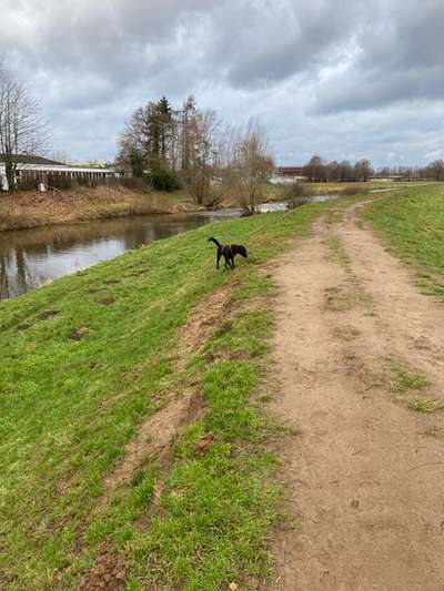 Hundeauslaufgebiet-Hasestraße-Bild