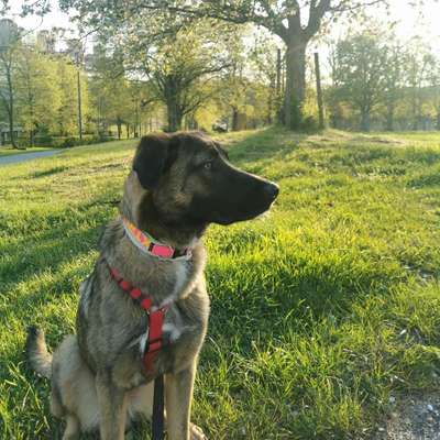 Hundetreffen-Gemeinsame Spazierrunde (Treffpunkt flexibel)-Bild