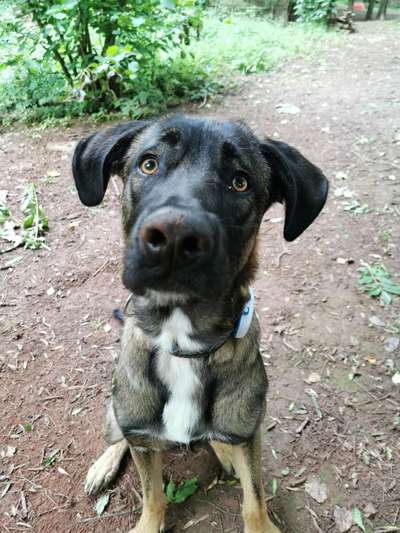 Zeigt mir eure Schäferhund Mischlinge :-)-Beitrag-Bild