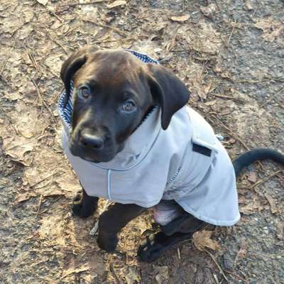 Hundetreffen-Welpentreffen-Bild