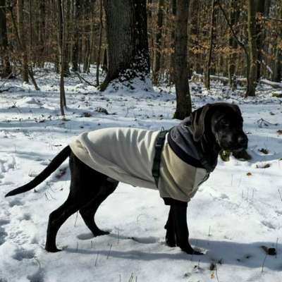 Hundetreffen-Gassi - Spiel und gemütliche Runden-Bild