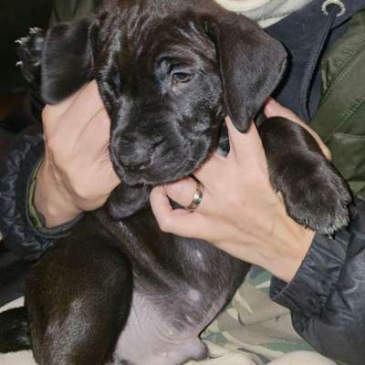 Hundetreffen-Welpentreffen 😊😊😊-Bild