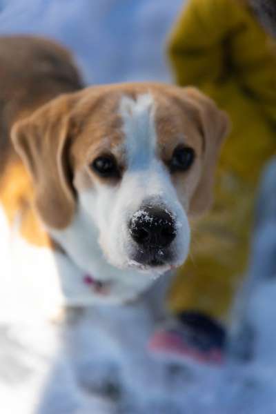 Hundetreffen-Trainingsplatz Mantrailing-Bild