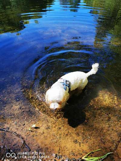 Hundeauslaufgebiet-Kasbruch-Bild