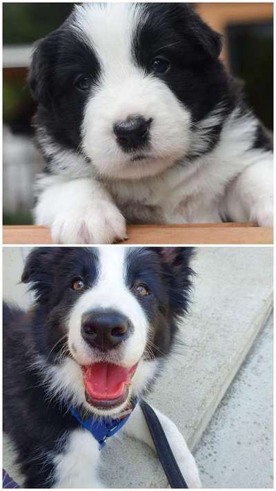 Welpen Bilder !-Beitrag-Bild