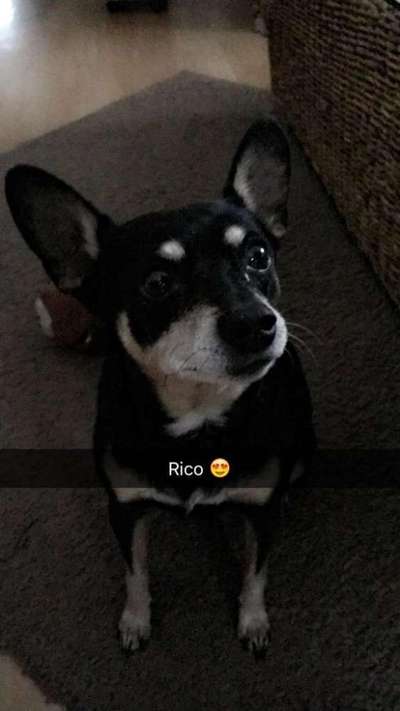 Unsere Fellnasen im Regenbogenland-Beitrag-Bild