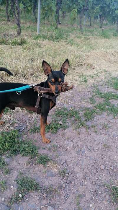 Rehpinscher/ Zwergpinscher-Beitrag-Bild