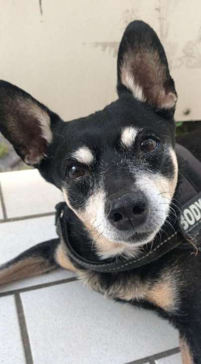 Unsere Fellnasen im Regenbogenland-Beitrag-Bild