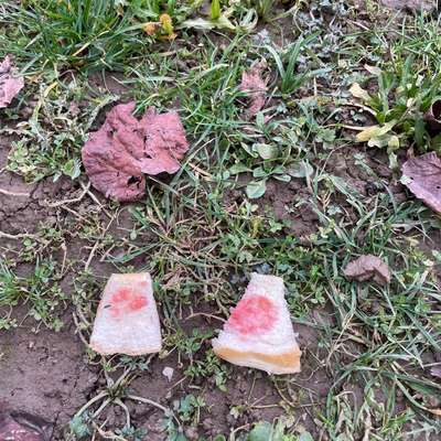 Giftköder-Möglicherweise Giftköder-Bild