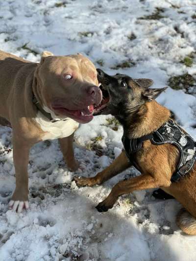 Lustigsten Grimassen von euren Hunden-Beitrag-Bild